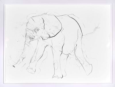 Elephant Study IX