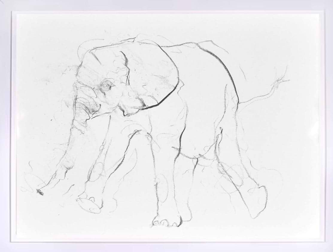 Elephant Study IX