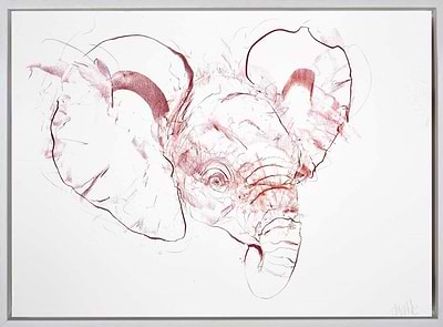 Young Elephant Sketch I