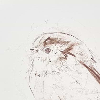 Long Tailed Tit Sketch V