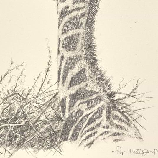 Baby Giraffe III