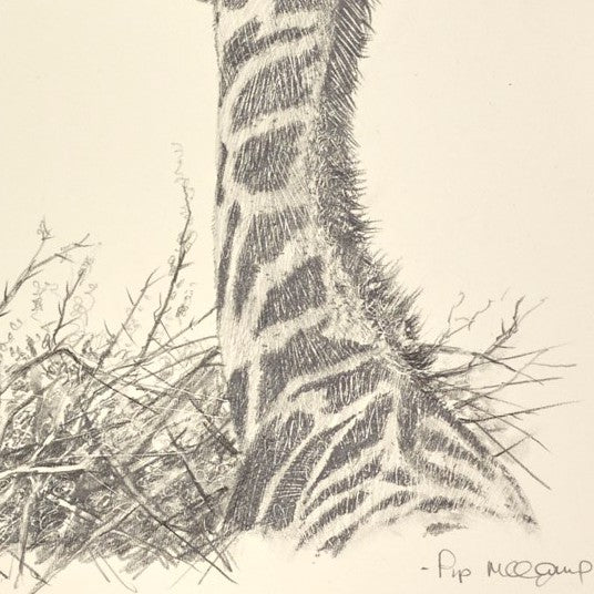 Baby Giraffe III