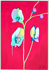 Orchid Red/Green