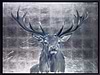 Silver Stag