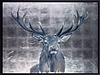 Silver Stag
