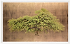 Wych Elm