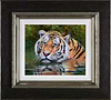 Tiger In Water