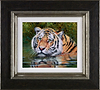 Tiger In Water