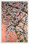 Flowering Oshima Cherry Blossom