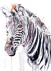 Grevy's Zebra II (Study)