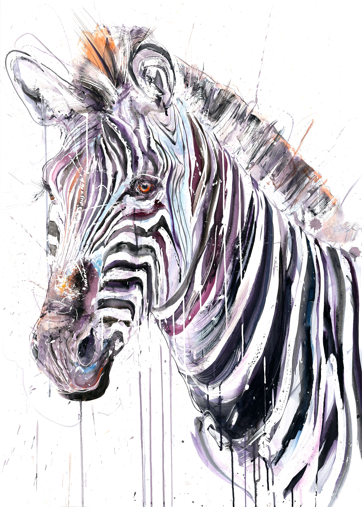 Grevy's Zebra II (Study)