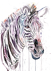 Grevy's Zebra I (Study)