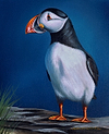 Posing Puffin