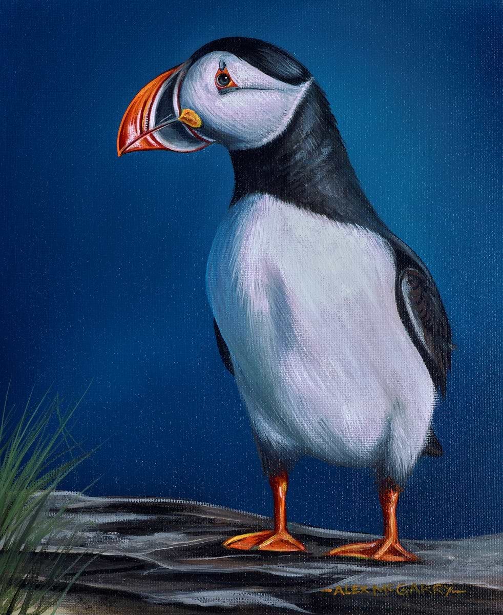 Posing Puffin