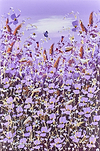 Flowers at dawn