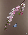 Cherry Blossom and Butterfly