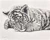 Cat Napping