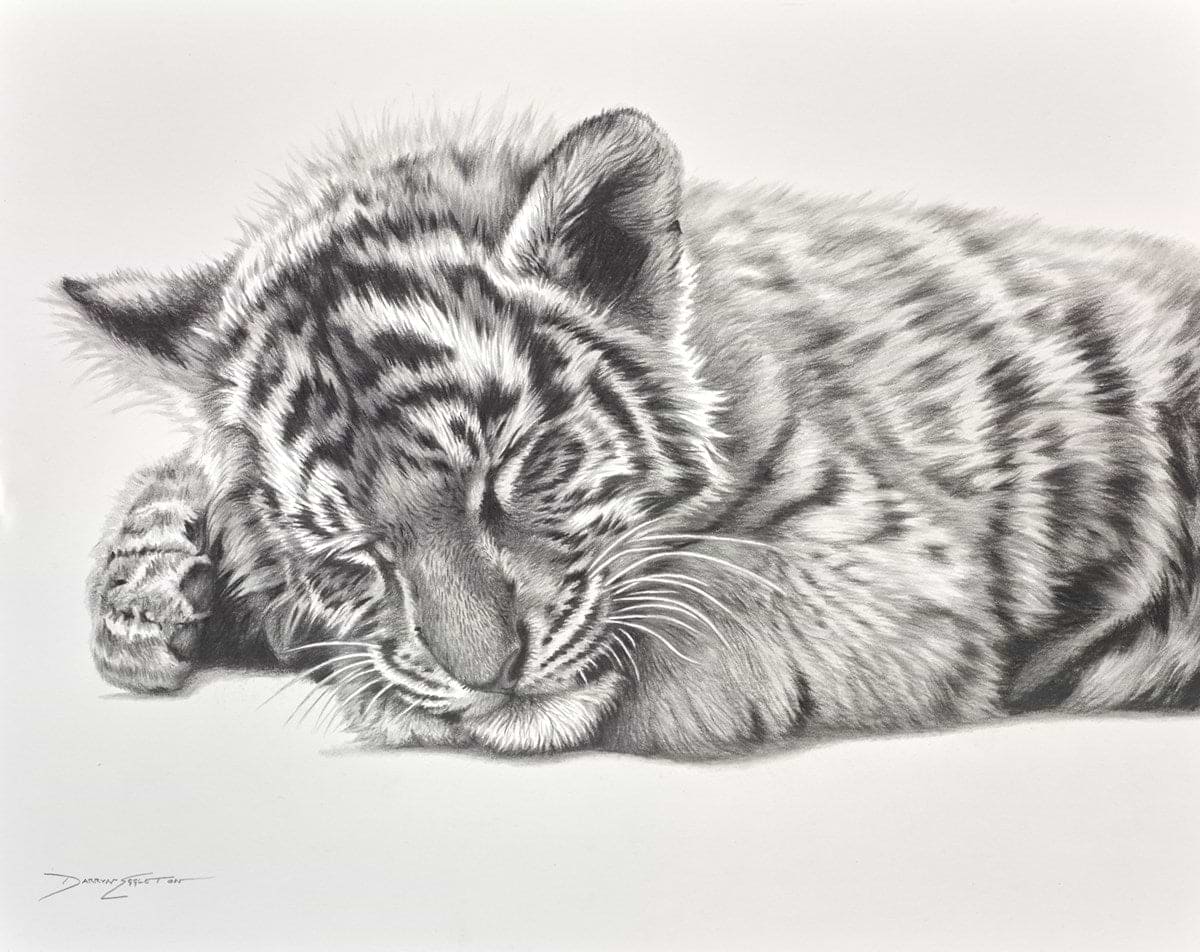 Cat Napping