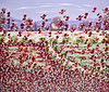 Radiant Red Poppies IV