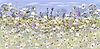 Blooms in the Breeze II