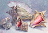 Seashells II