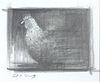 Chicken (Study)