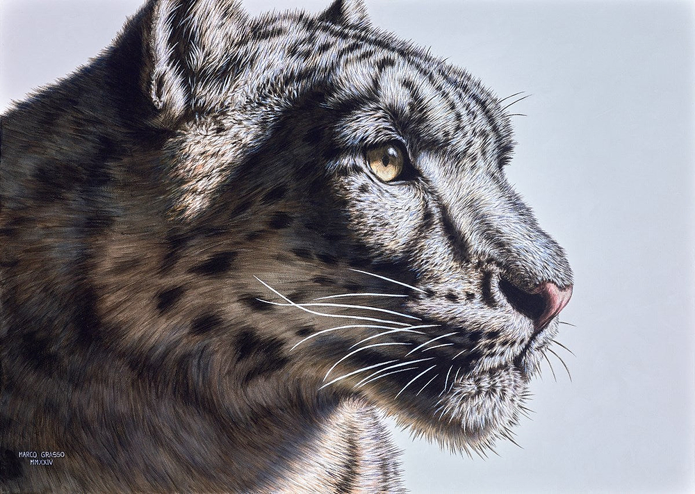 Snow Leopard II