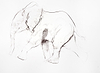 Young Elephant Sketch IX