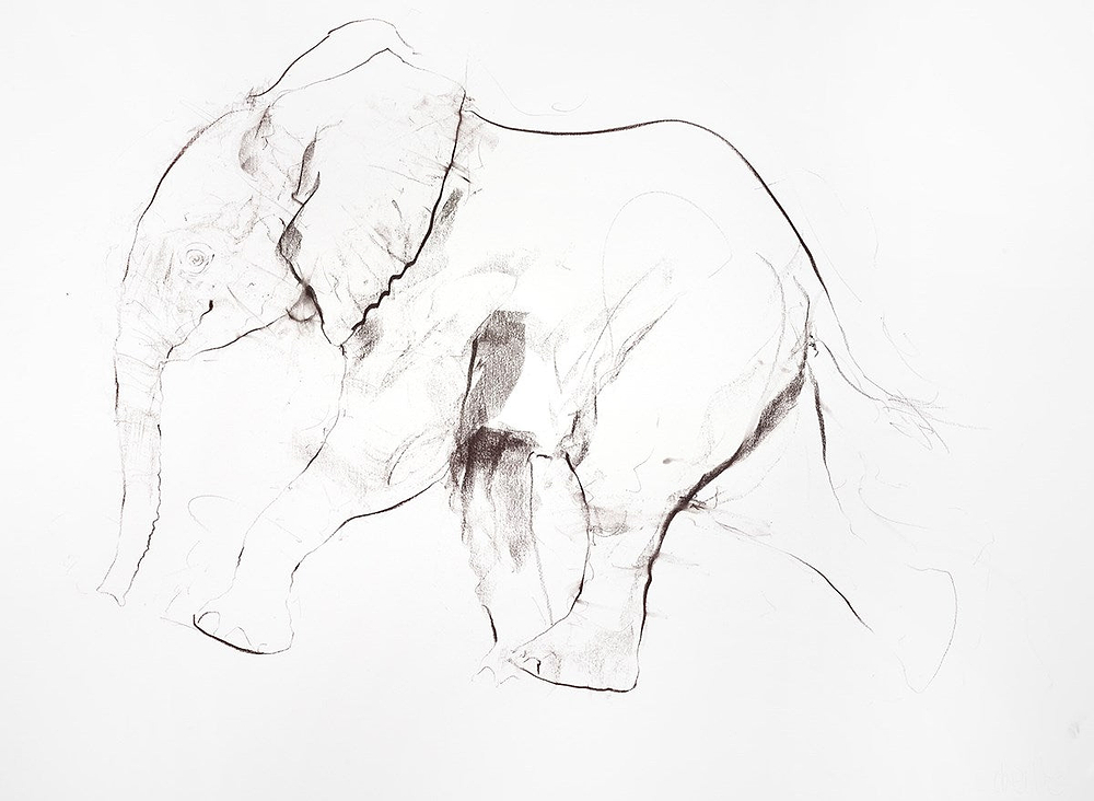 Young Elephant Sketch IX