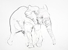 Young Elephant Sketch VII