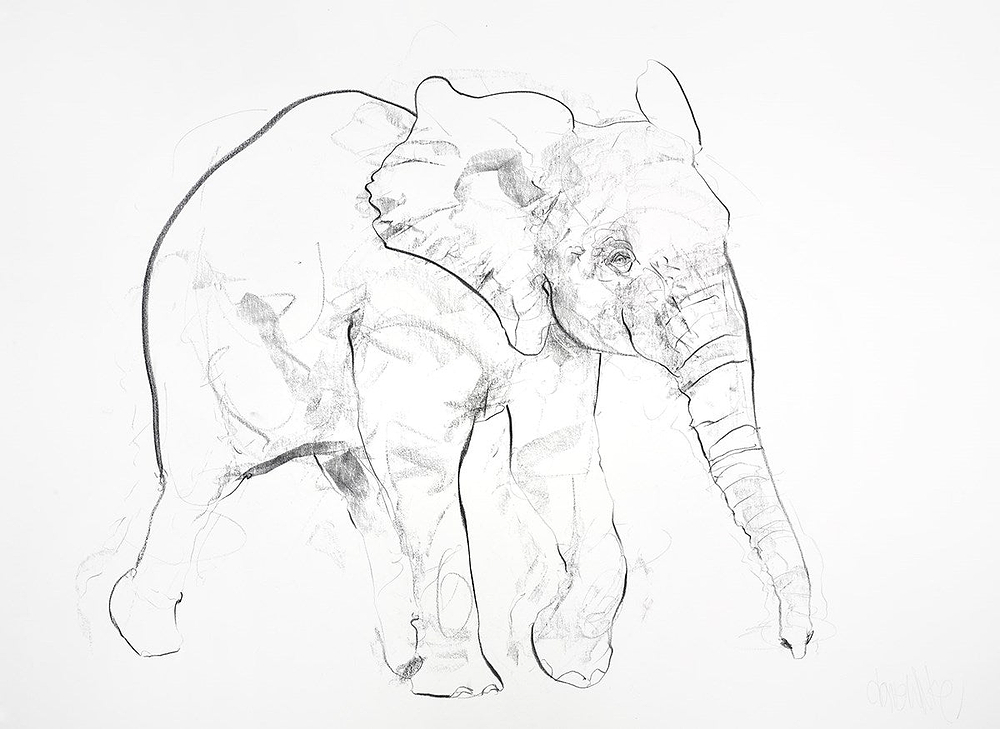 Young Elephant Sketch VII