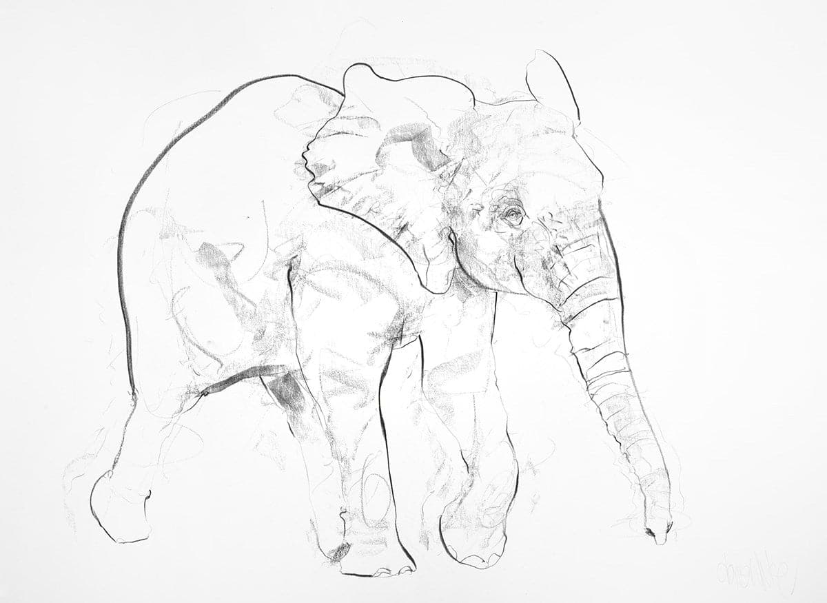 Young Elephant Sketch VII