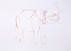 Young Elephant Sketch XIV