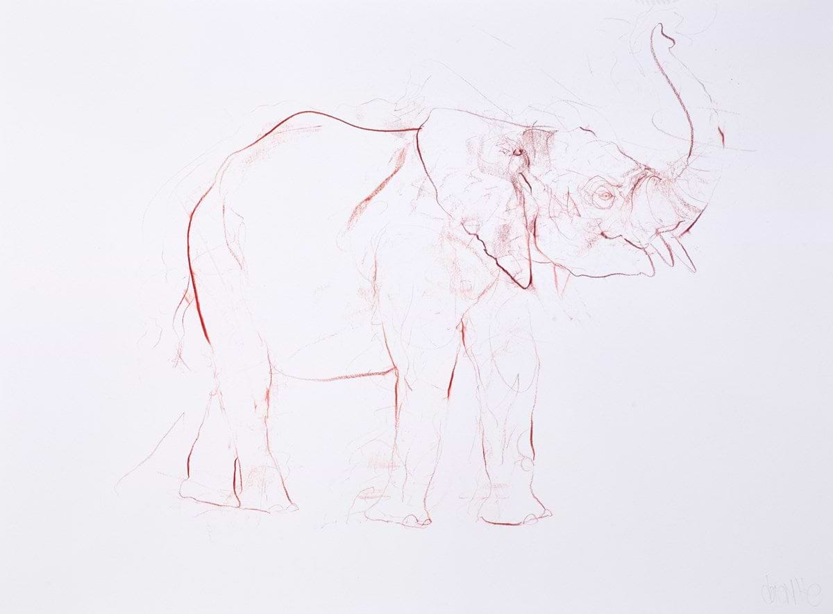 Young Elephant Sketch XIV