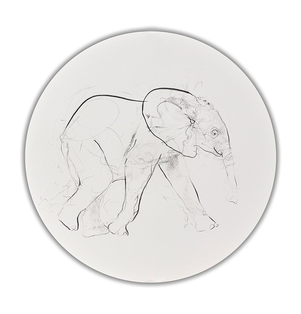 Elephant Study XXX