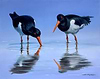 Oystercatchers