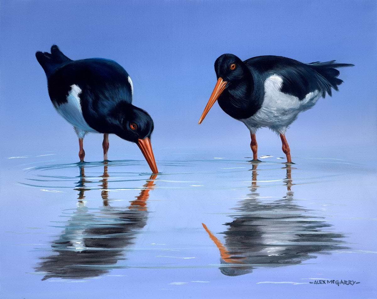 Oystercatchers