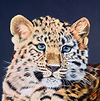 Amur Leopard Cub
