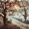Poppies