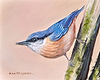 Nut Hatch