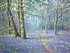 Bluebell Wood