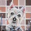 Westie Love IV