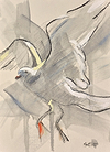 Seagull Study