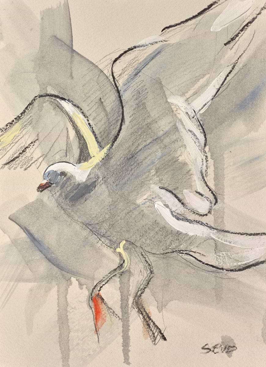 Seagull Study