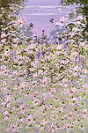 Whispers of the Meadow IV