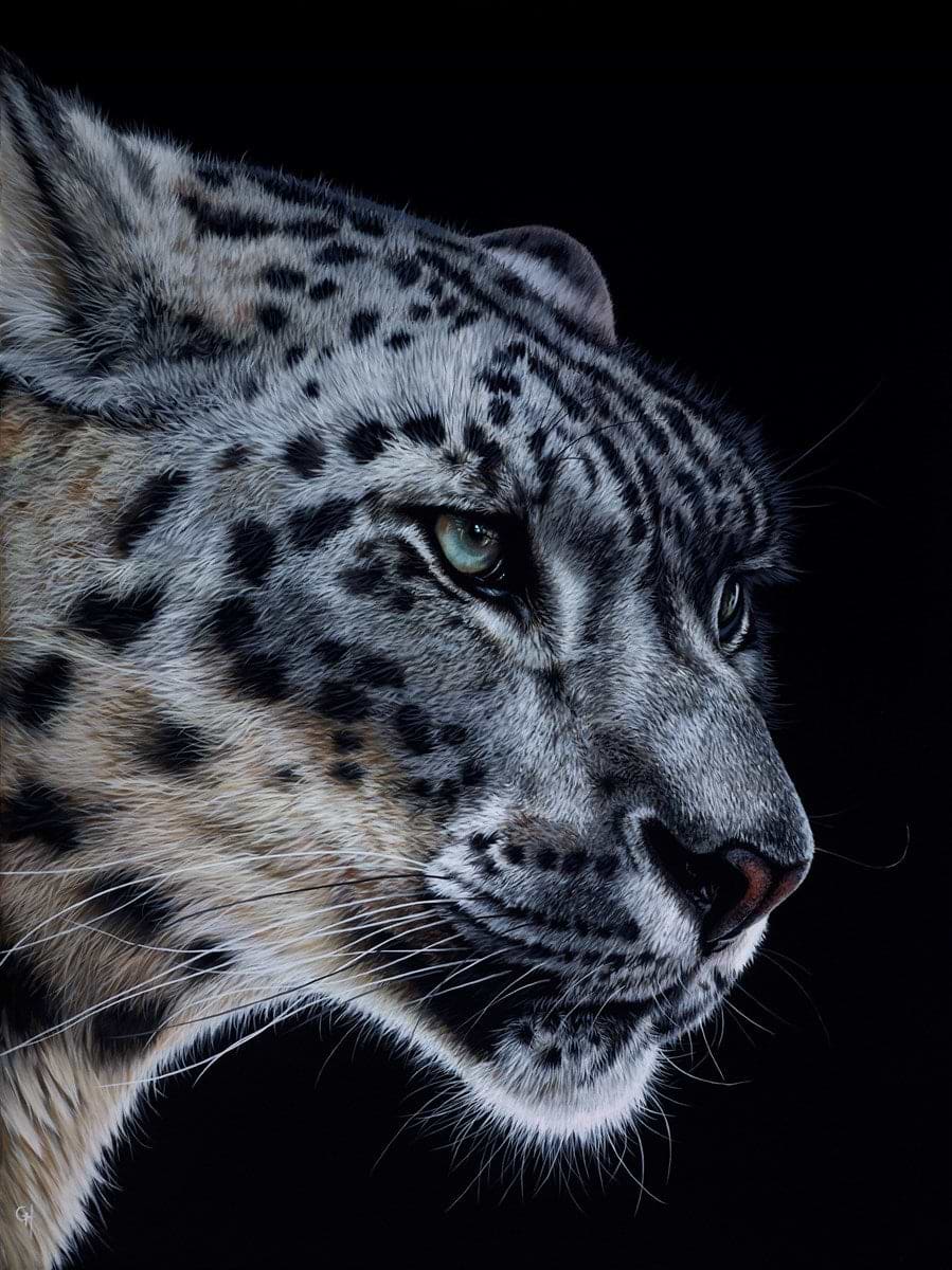Snow Leopard VI