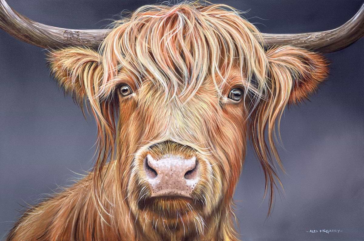 Highland Cow III