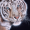 Hungry Eyes