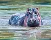 The Hippo Pool