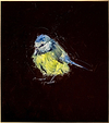 Blue Tit